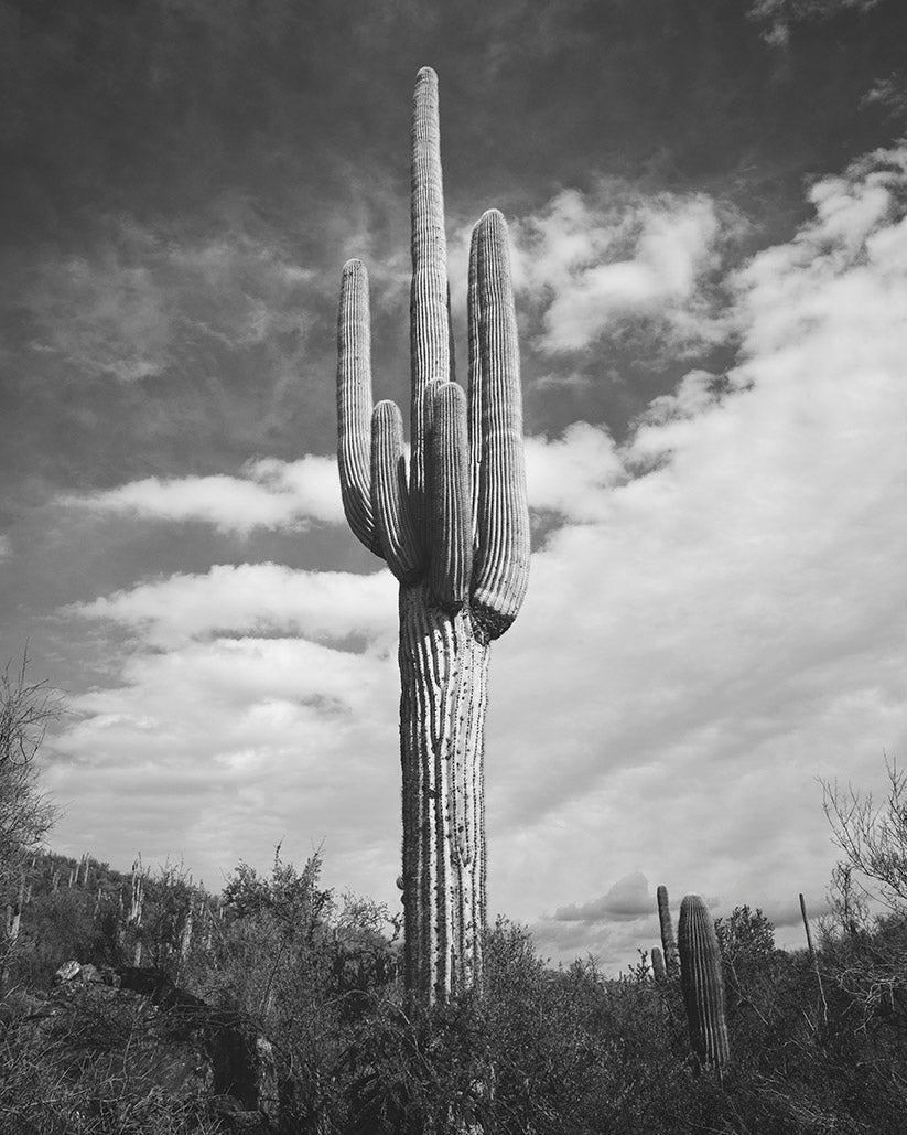 Desert Cactus, Vertical