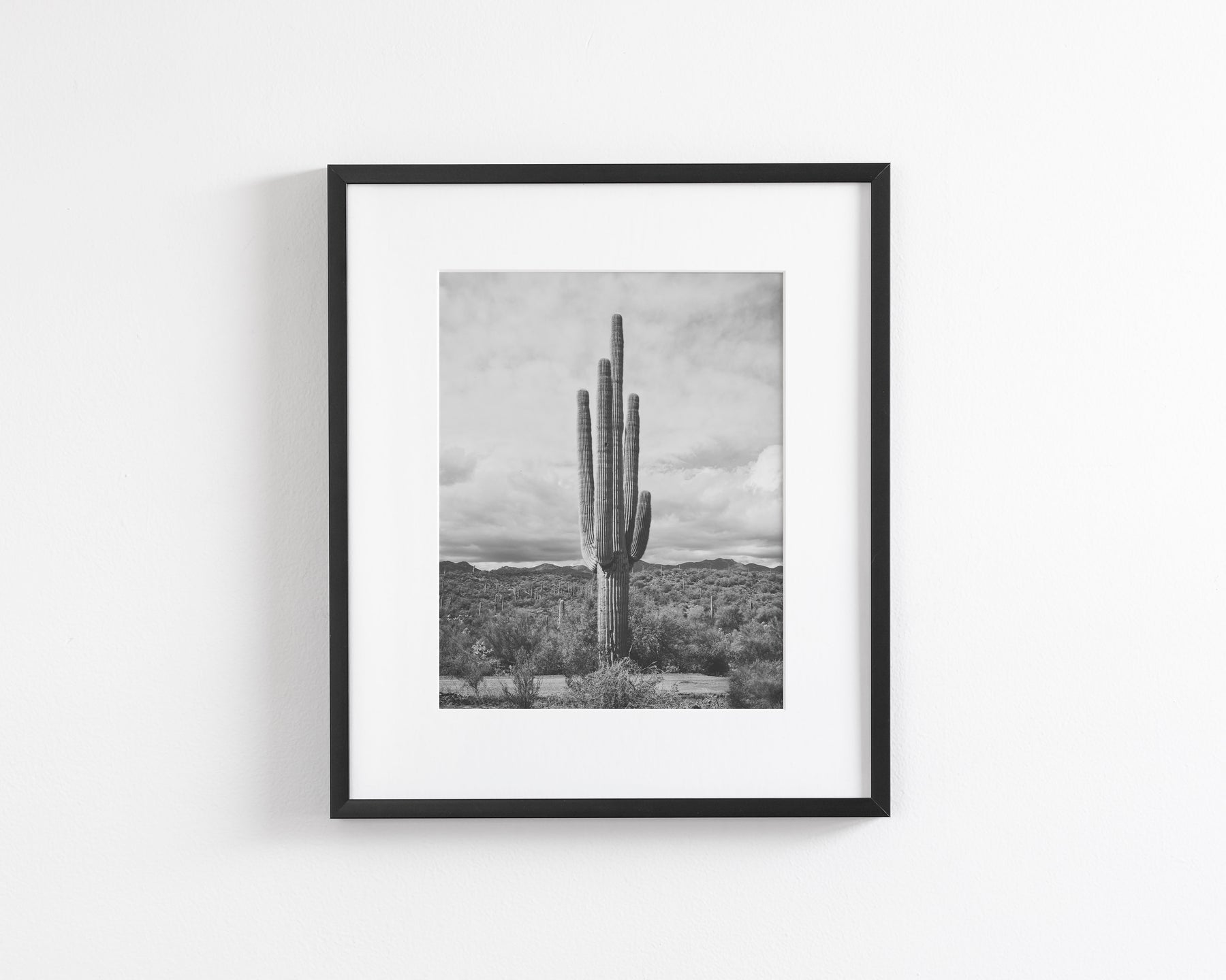 Saguaro Cactus, Vertical