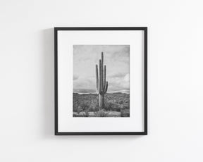 Saguaro Cactus, Vertical