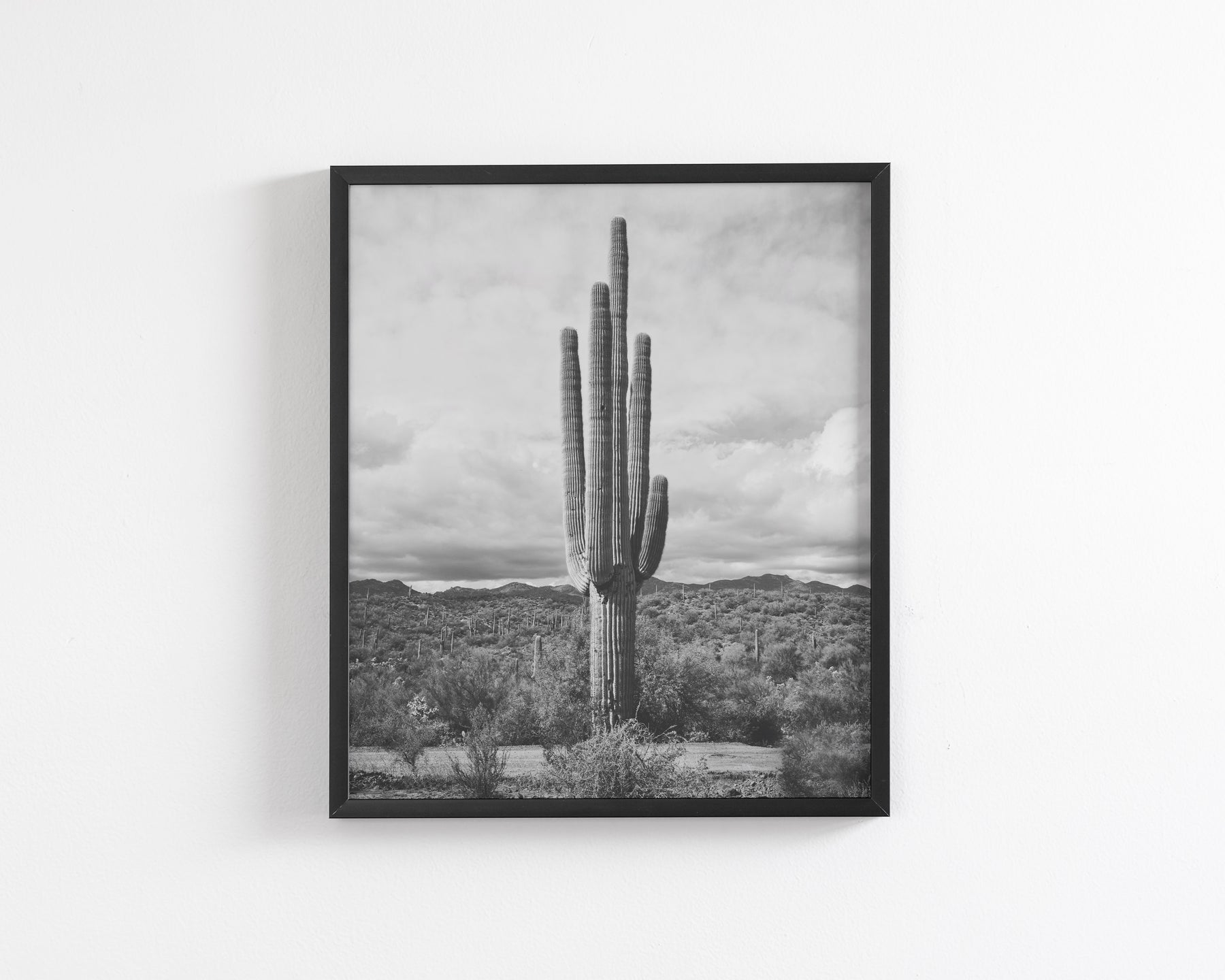 Saguaro Cactus, Vertical