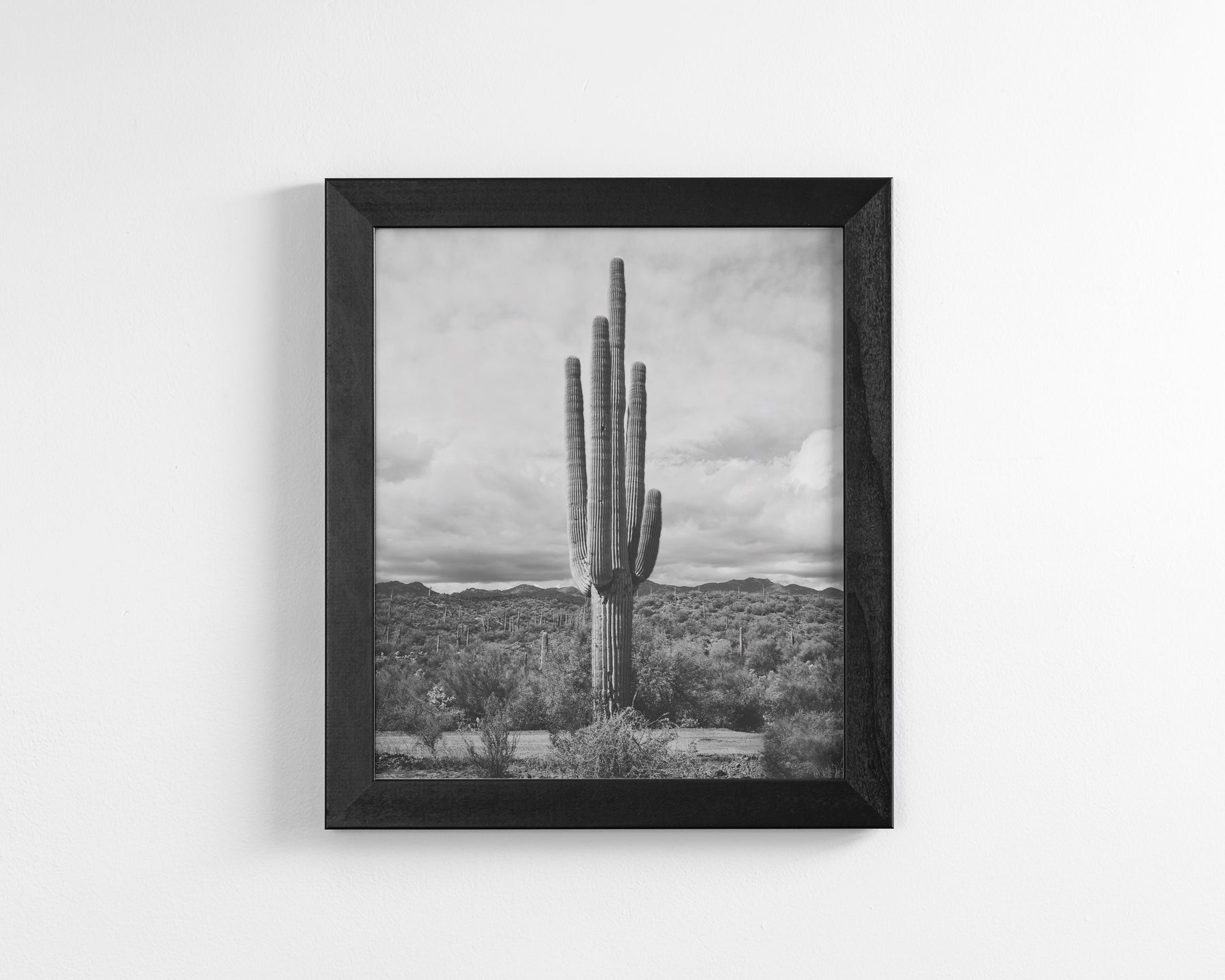 Saguaro Cactus, Vertical