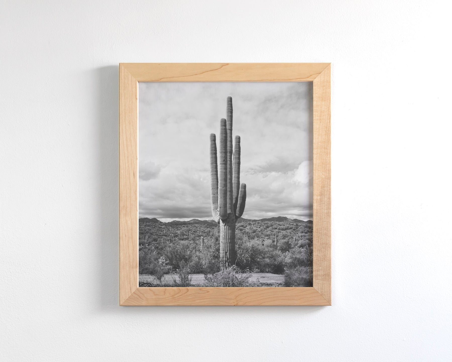 Saguaro Cactus, Vertical