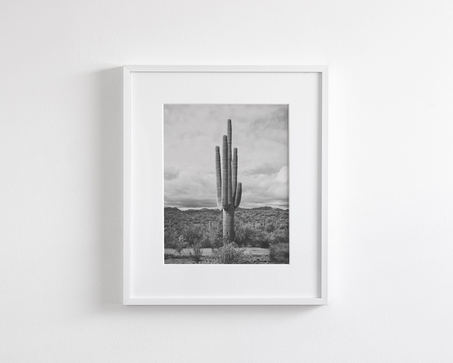 Saguaro Cactus, Vertical