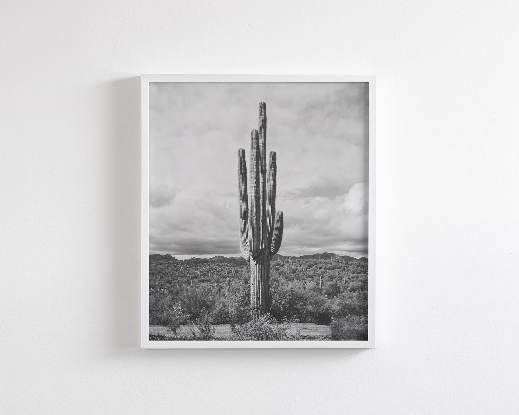 Saguaro Cactus, Vertical