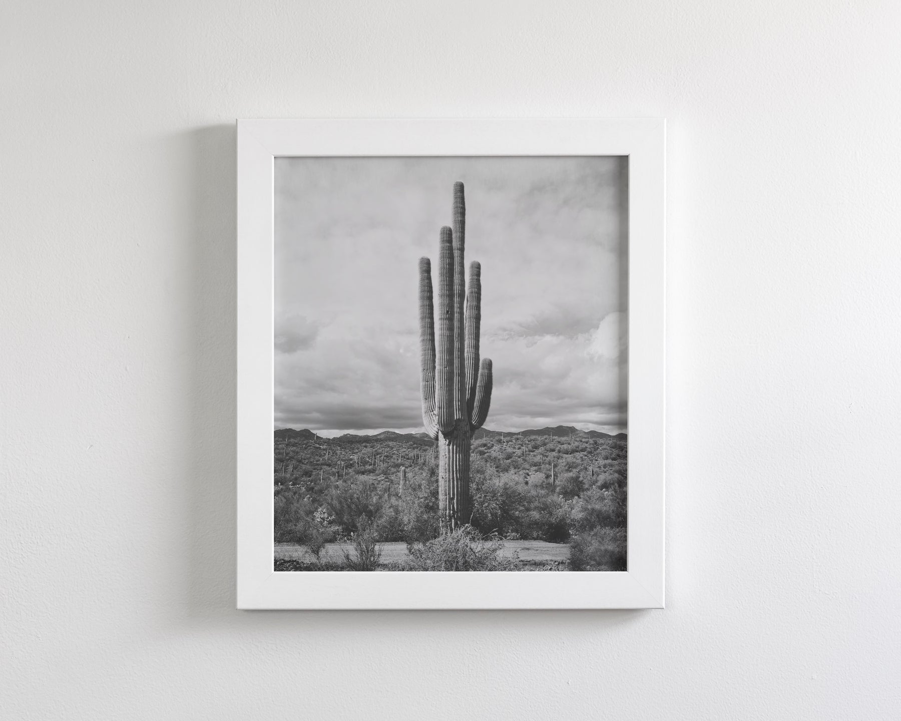 Saguaro Cactus, Vertical