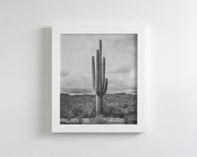 Saguaro Cactus, Vertical