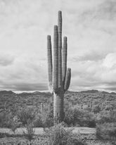 Saguaro Cactus, Vertical