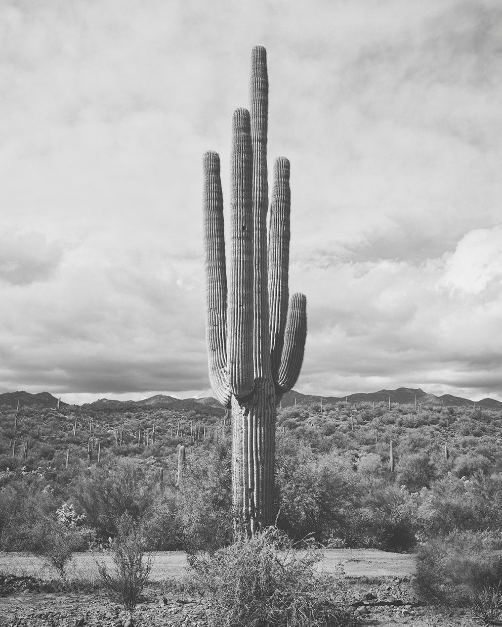 Saguaro Cactus, Vertical