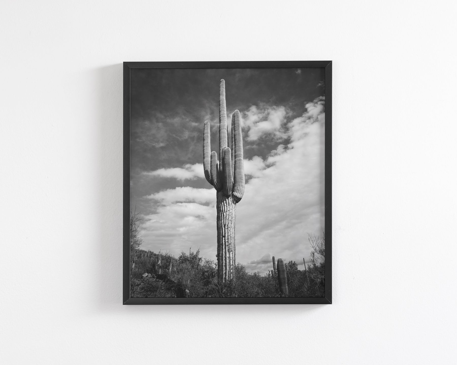 Desert Cactus, Vertical