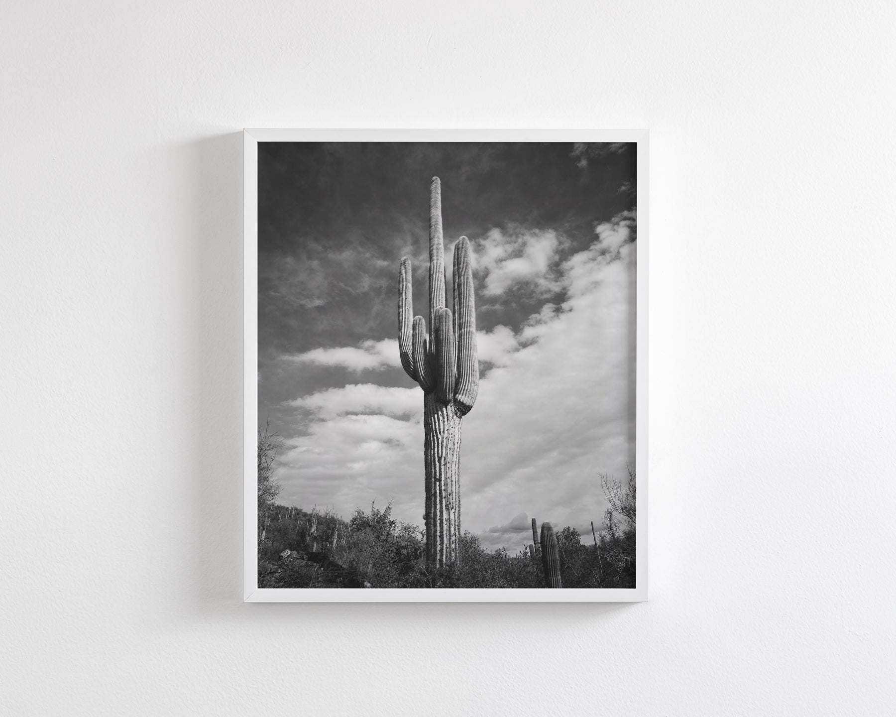 Desert Cactus, Vertical