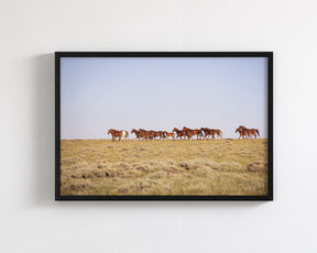 Sorrel Mustang Band