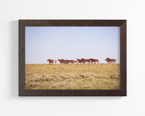 Sorrel Mustang Band