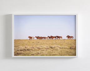 Sorrel Mustang Band