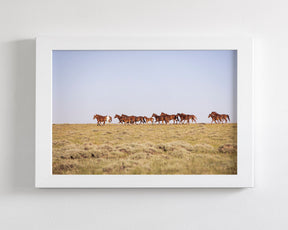 Sorrel Mustang Band