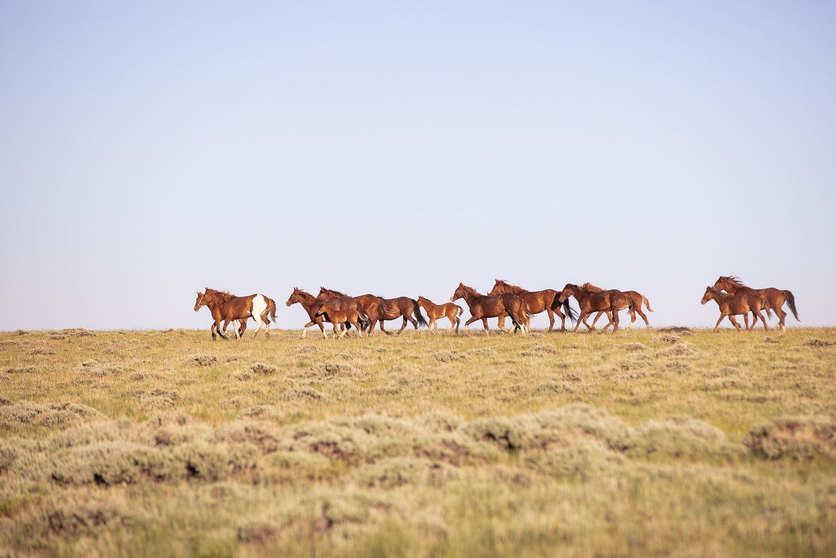 Sorrel Mustang Band