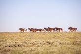 Sorrel Mustang Band