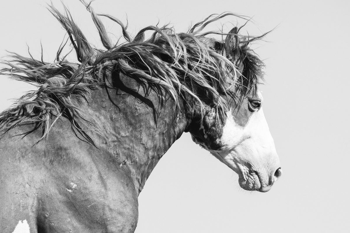 Wild Stallion in Motion