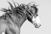 Wild Stallion in Motion
