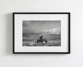 Stormy Days, Wild Horses in Black and White