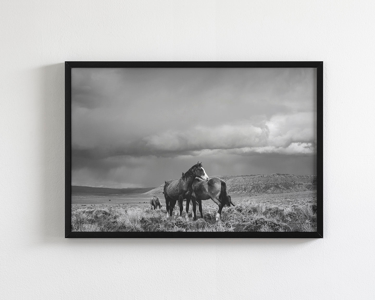 Stormy Days, Wild Horses in Black and White