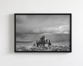 Stormy Days, Wild Horses in Black and White