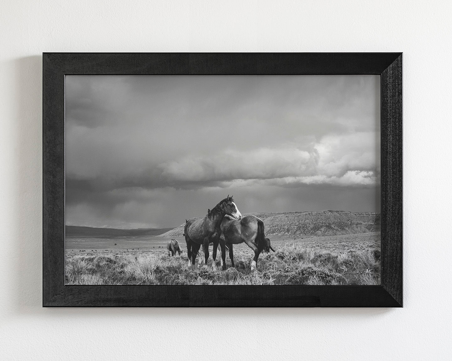 Stormy Days, Wild Horses in Black and White