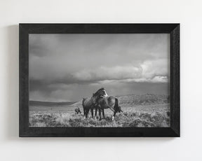 Stormy Days, Wild Horses in Black and White