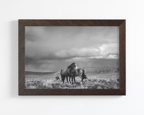 Stormy Days, Wild Horses in Black and White