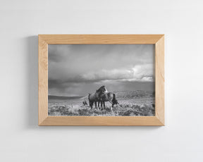 Stormy Days, Wild Horses in Black and White