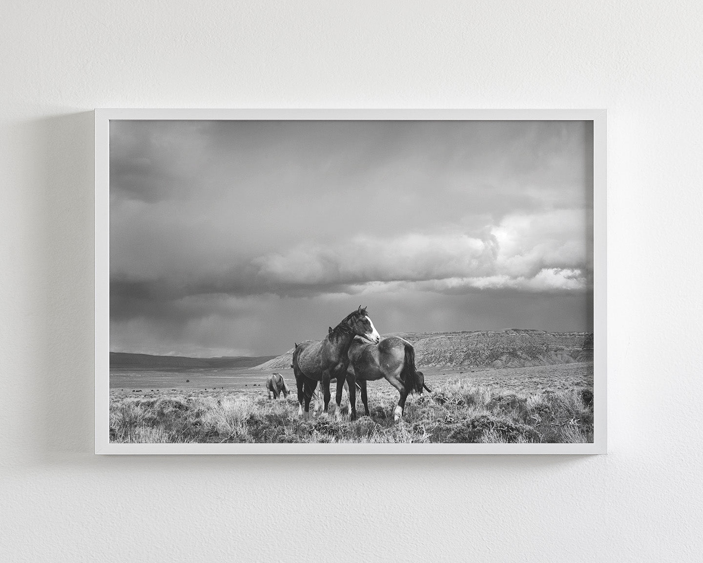 Stormy Days, Wild Horses in Black and White