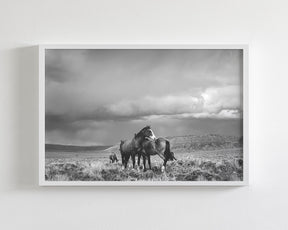 Stormy Days, Wild Horses in Black and White