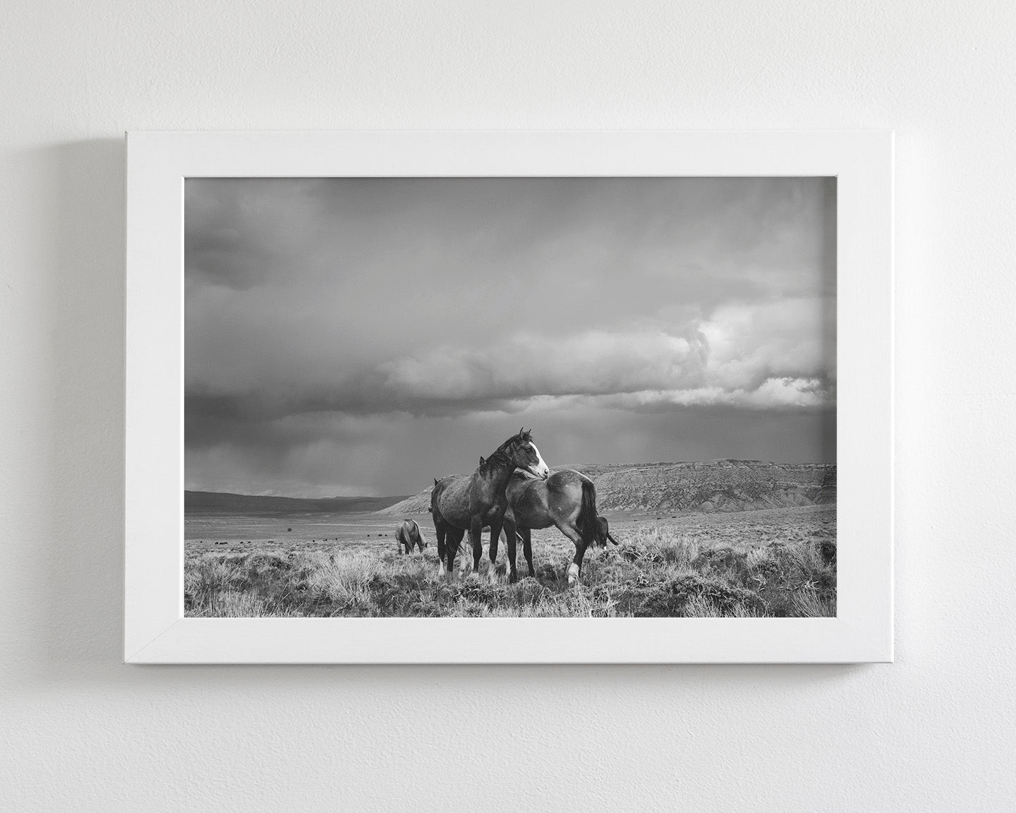 Stormy Days, Wild Horses in Black and White