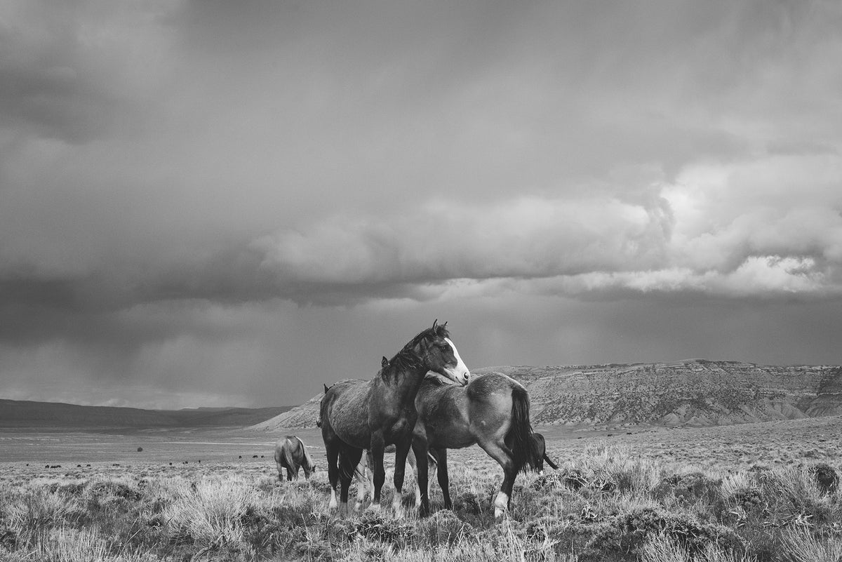 Stormy Days, Wild Horses in Black and White