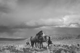 Stormy Days, Wild Horses in Black and White