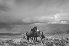 Stormy Days, Wild Horses in Black and White