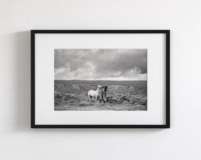 Stormy Play, Wild Horses