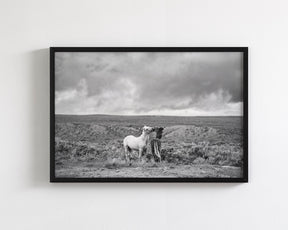 Stormy Play, Wild Horses