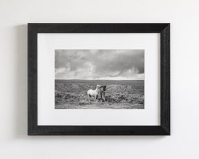 Stormy Play, Wild Horses