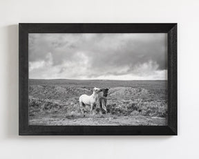 Stormy Play, Wild Horses