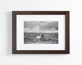 Stormy Play, Wild Horses