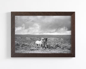 Stormy Play, Wild Horses