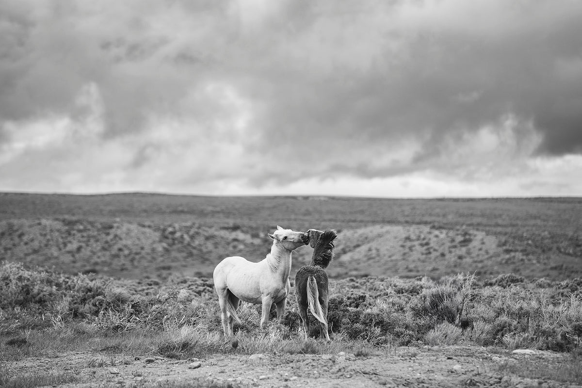 Stormy Play, Wild Horses