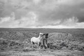 Stormy Play, Wild Horses