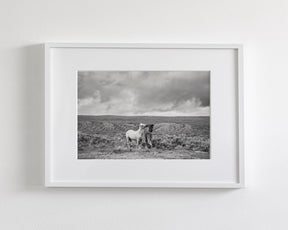 Stormy Play, Wild Horses
