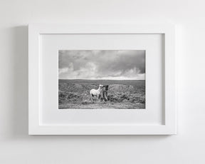 Stormy Play, Wild Horses