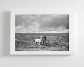 Stormy Play, Wild Horses