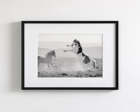Teton's Warning, Wild Stallion Photograph
