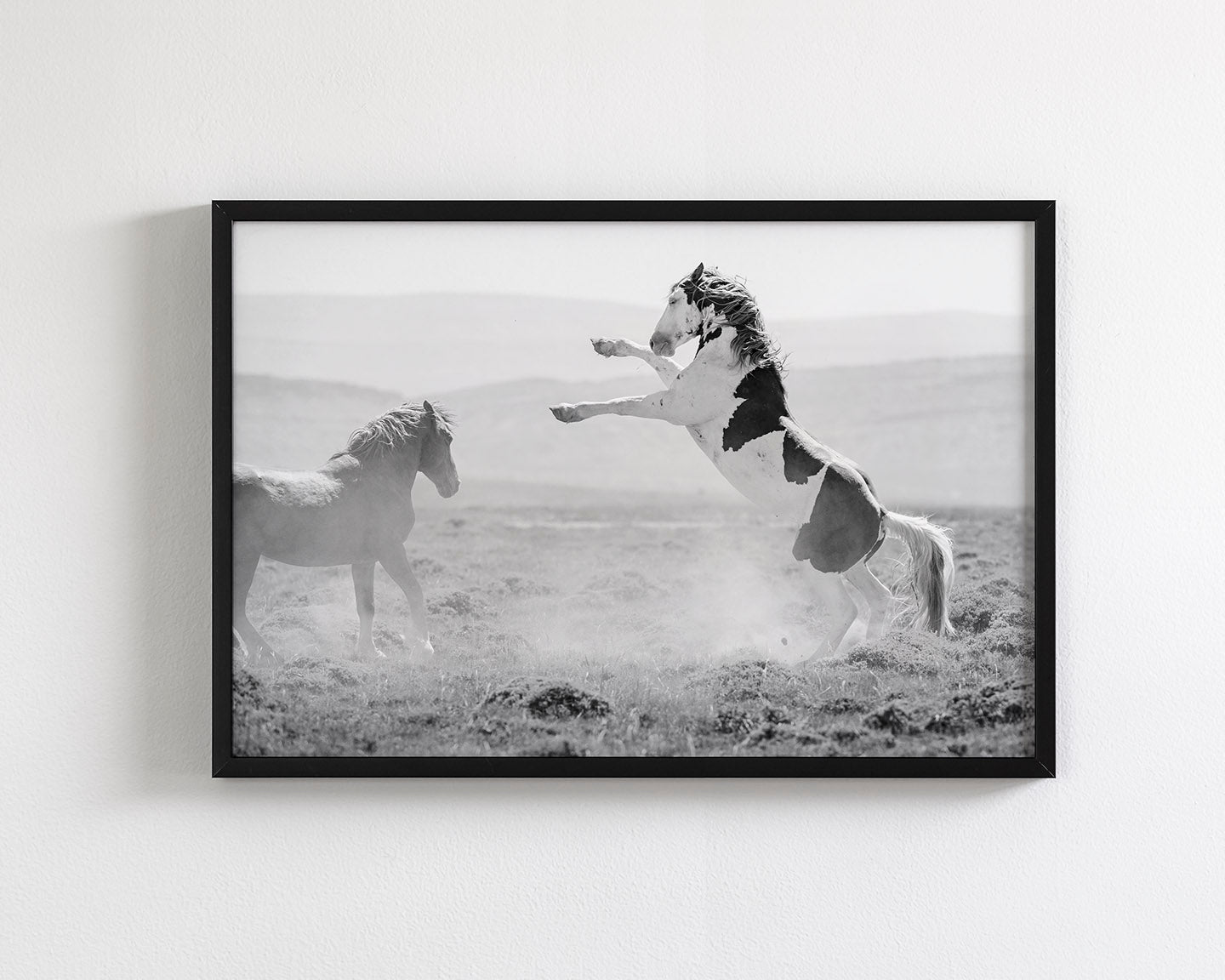 Teton's Warning, Wild Stallion Photograph