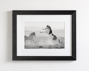 Teton's Warning, Wild Stallion Photograph