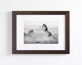 Teton's Warning, Wild Stallion Photograph